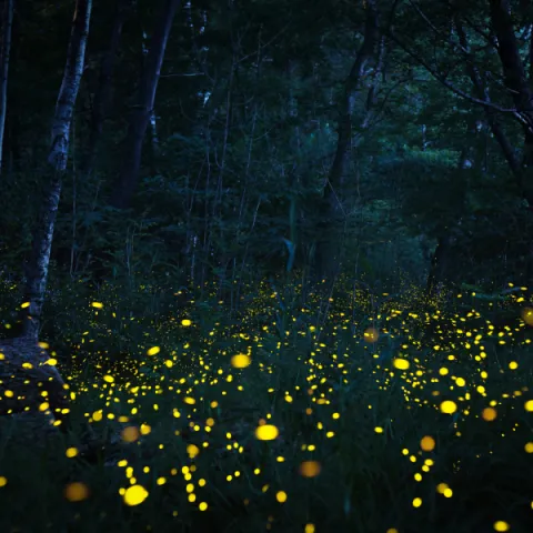 Field of Fireflies