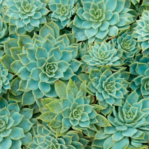 Succulents
