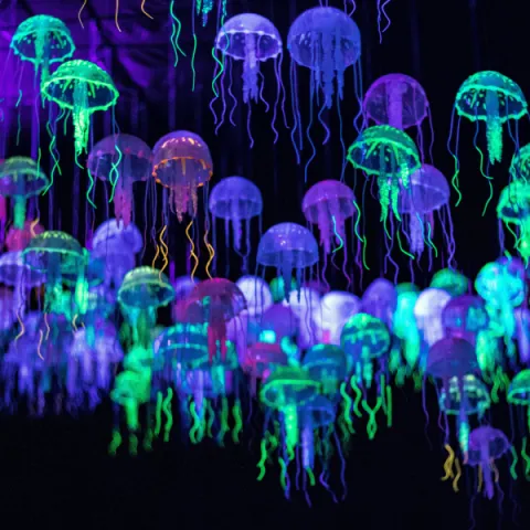 Many jellyfish floating in front of a black background.