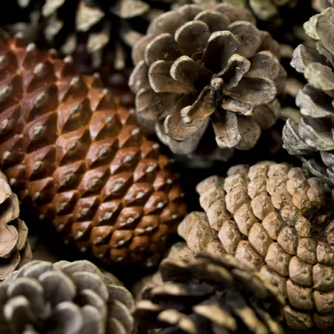 Multiple pinecones taking up entire frame.