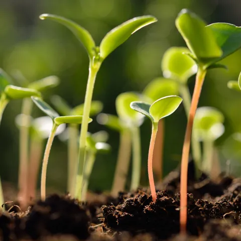 a group of sprouts coming up from the dirt
