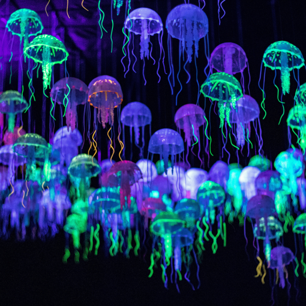 Many jellyfish floating in front of a black background.